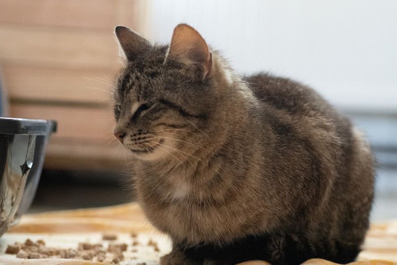 Tierschutzverein Demmin - Mitglied Vermittelte Katzen e.V. im Deutschen Tierschutzbund 